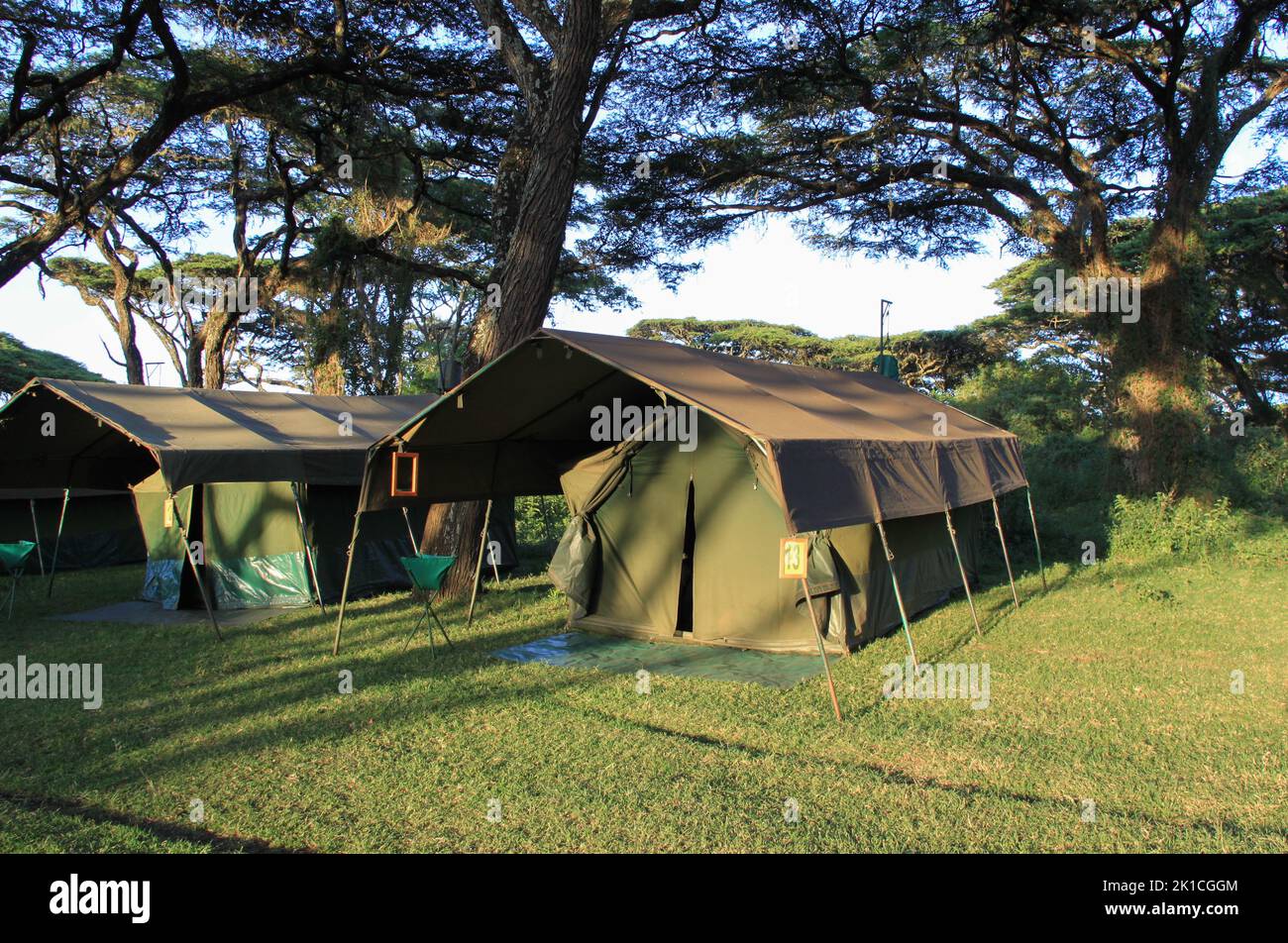 Safari camp under umbrella acacia on the crater rim of Ngorongoro with strange sounds of the African bush. Stock Photo