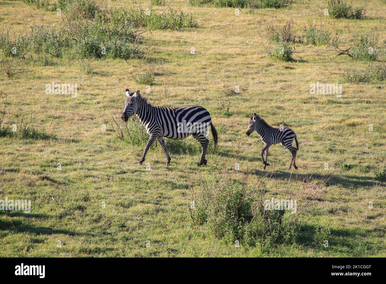 Zebra with cub on an off-road vehicle safari in Tanzania within the Ngorongoro crater, UNESCO world heritage. Stock Photo