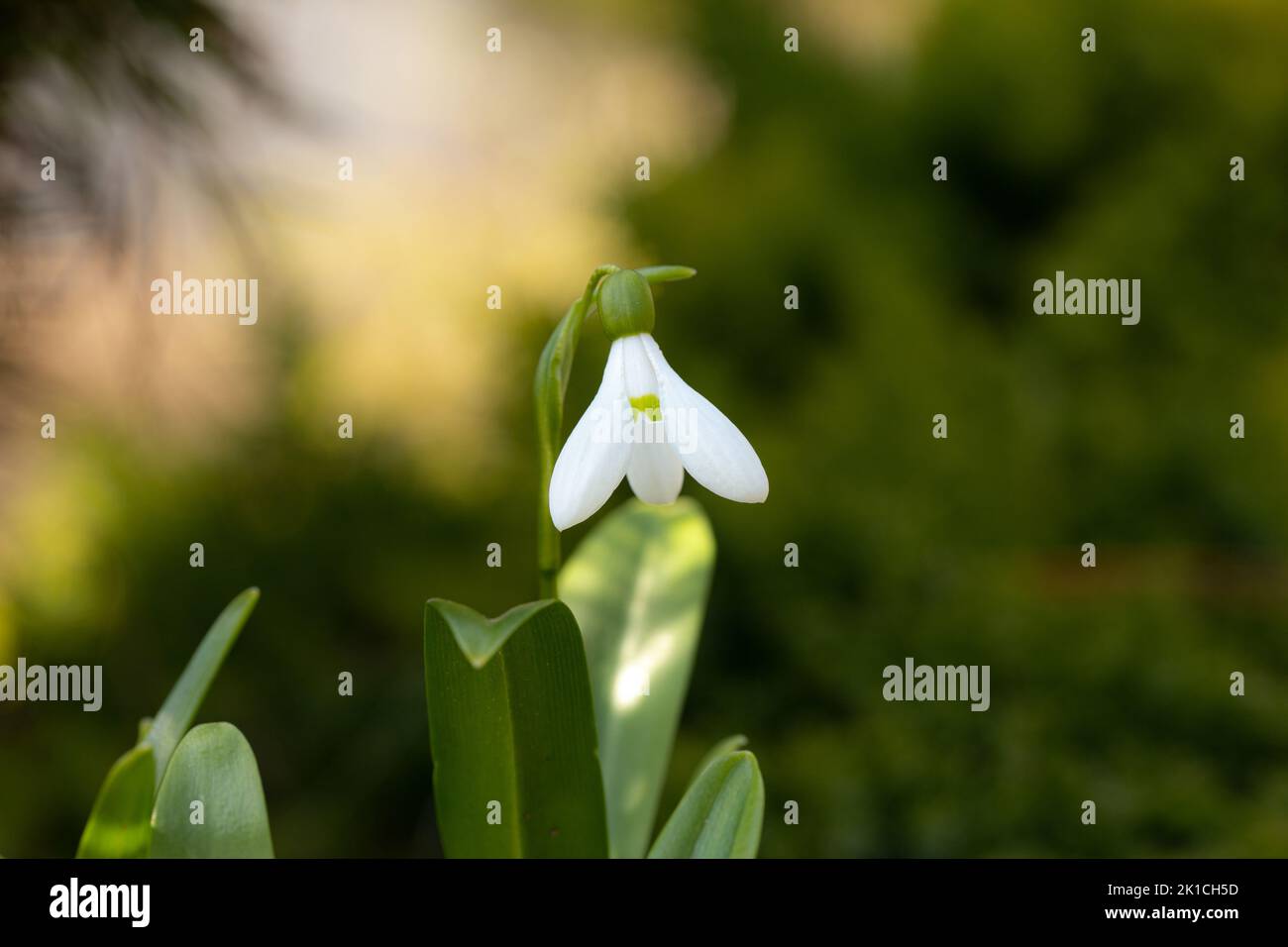 Closeup of a white delightful snowdrop in spring in mystical light. Stock Photo