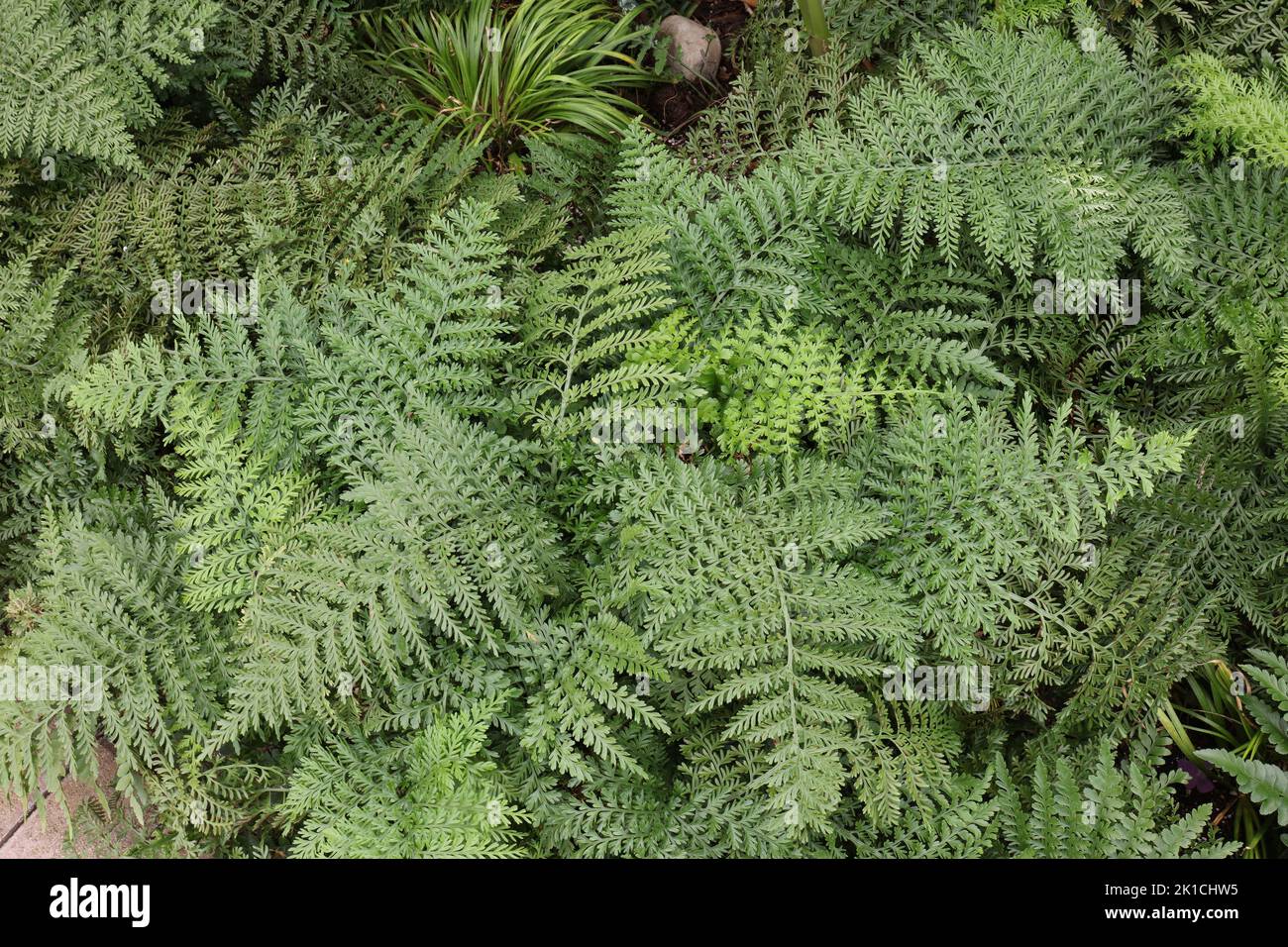 A group of Austral Gem Bird's Nest Ferns, Asplenium dimorphum, growing