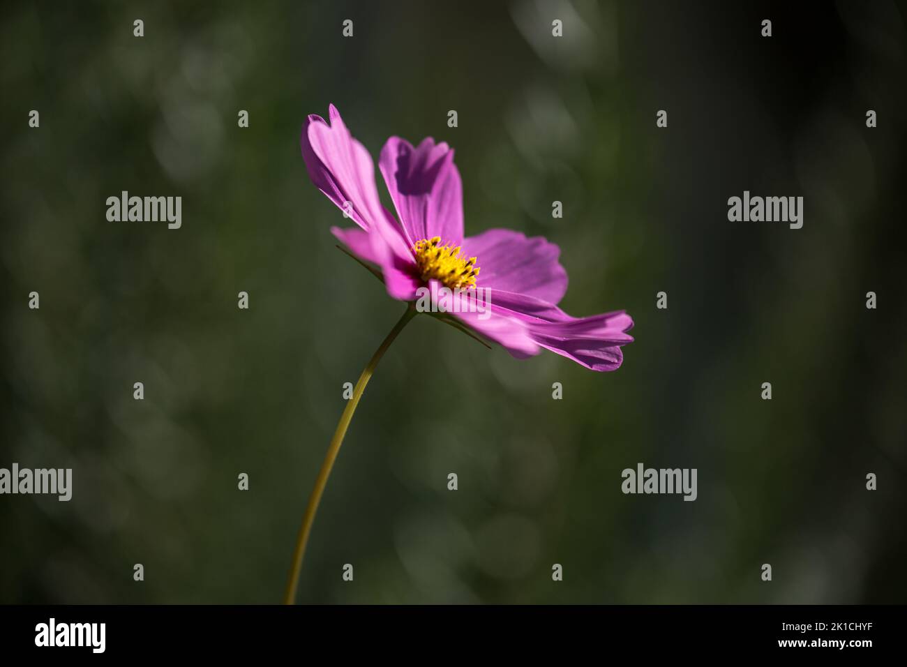 Closeup of a delightful and tender viola flower in mystical light. The upright  perspective gives a melancholic mood. Stock Photo