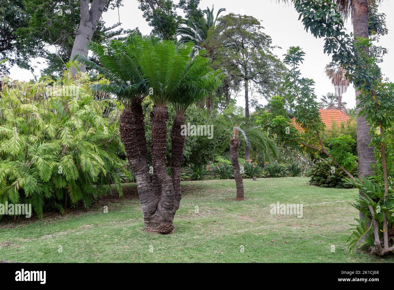 FUNCHAL, PORTUGAL - AUGUST 25, 2021: This is the exotic tropical garden of the old Quinta das Cruzes estate museum. Stock Photo