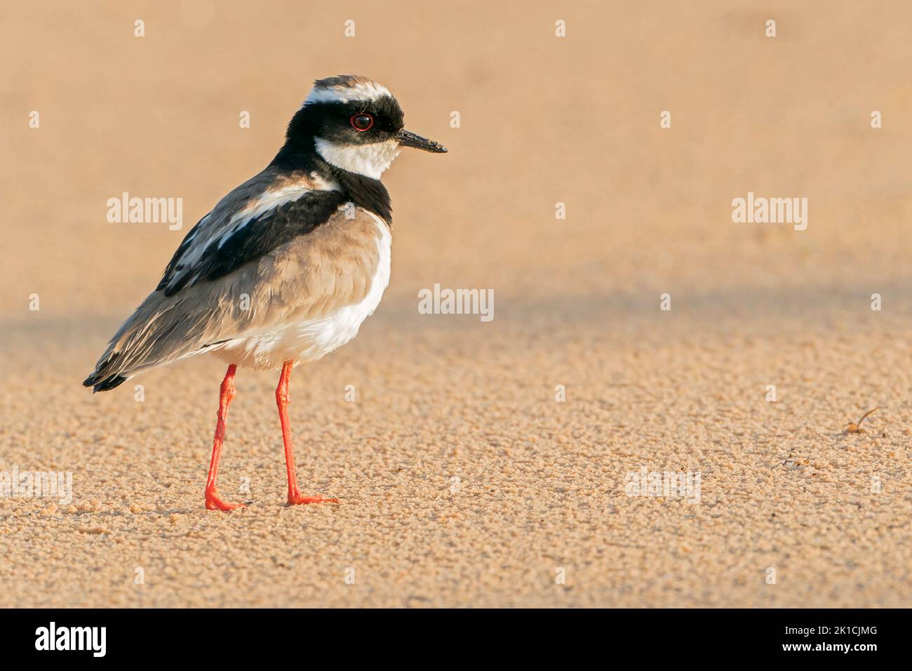 pied lapwing or pied plover, Vanellus cayanus, single adult standing on sandy beach, Pantanal, Brazil Stock Photo