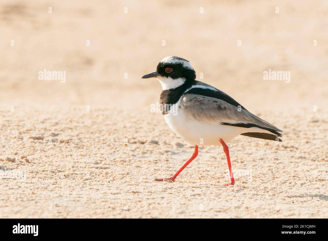 pied lapwing or pied plover, Vanellus cayanus, single adult walking on sandy beach, Pantanal, Brazil Stock Photo