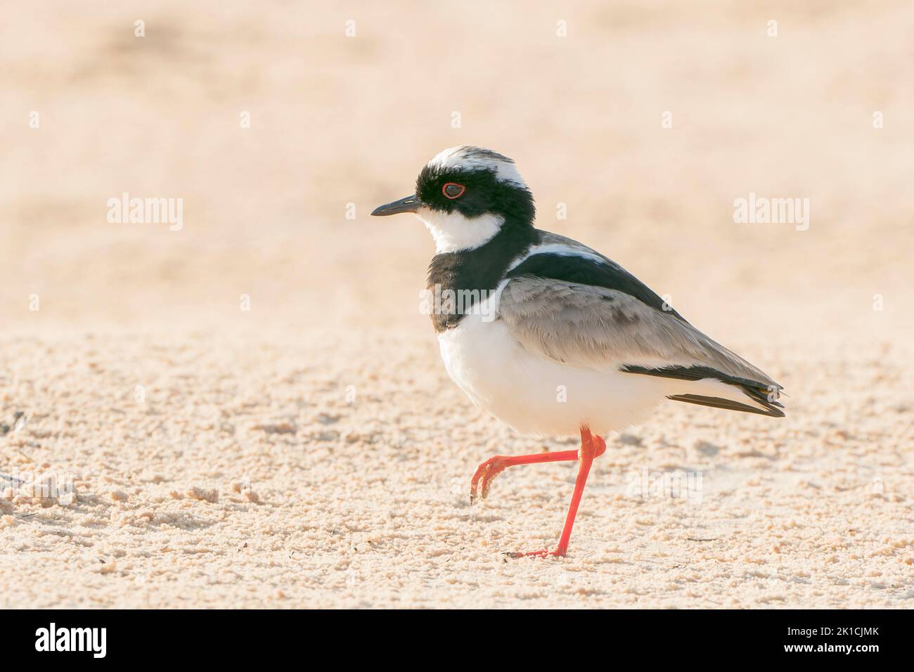 pied lapwing or pied plover, Vanellus cayanus, single adult walking on