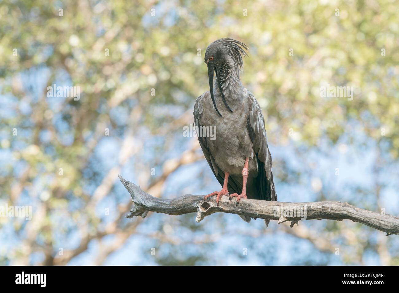 plumbeous ibis, Theristicus caerulescens, single adult preening while perched in tree, Pantanal, Barzil Stock Photo