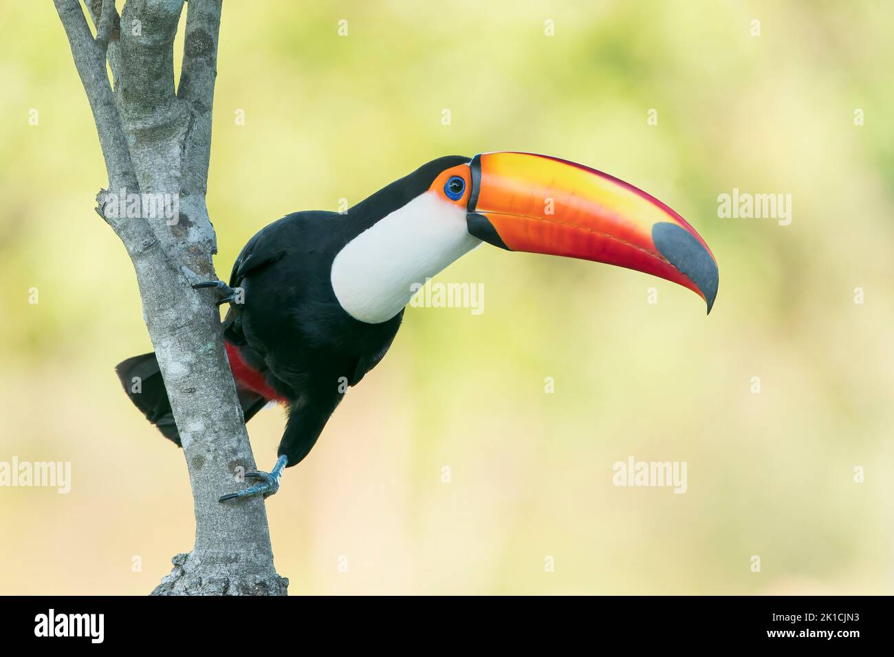 toco toucan, Ramphastos toco, single adult perched in tree, Pantanal, Brazil Stock Photo