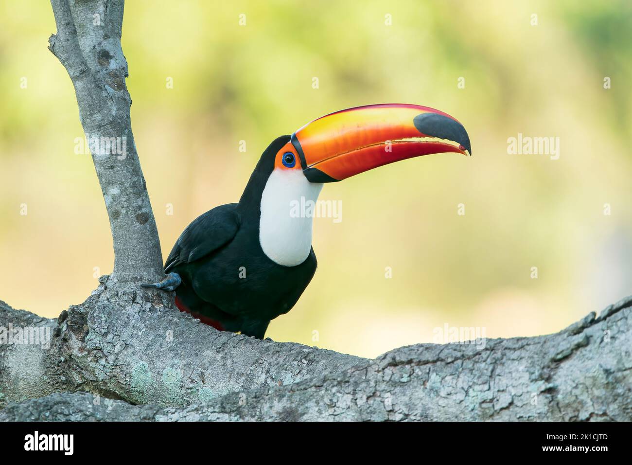 toco toucan, Ramphastos toco, single adult feeding on seed while perched in tree, Pantanal, Brazil Stock Photo