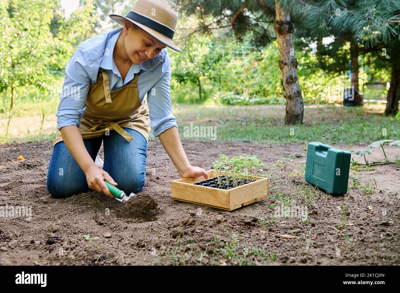 Farmer woman using garden shovel, digs a hole in vegetable garden and plants sprouted tomato seedlings in open ground Stock Photo