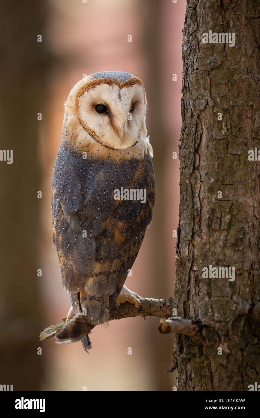 Barn owl sitting on a branch in forest and turning around Stock Photo