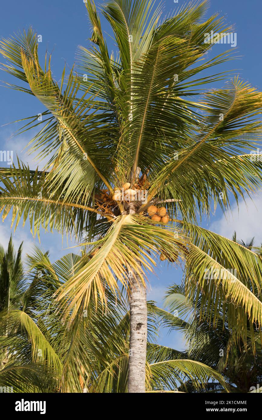 Coconut palm, cocos nucifera.  Mauritius, Mascarene Islands. Stock Photo