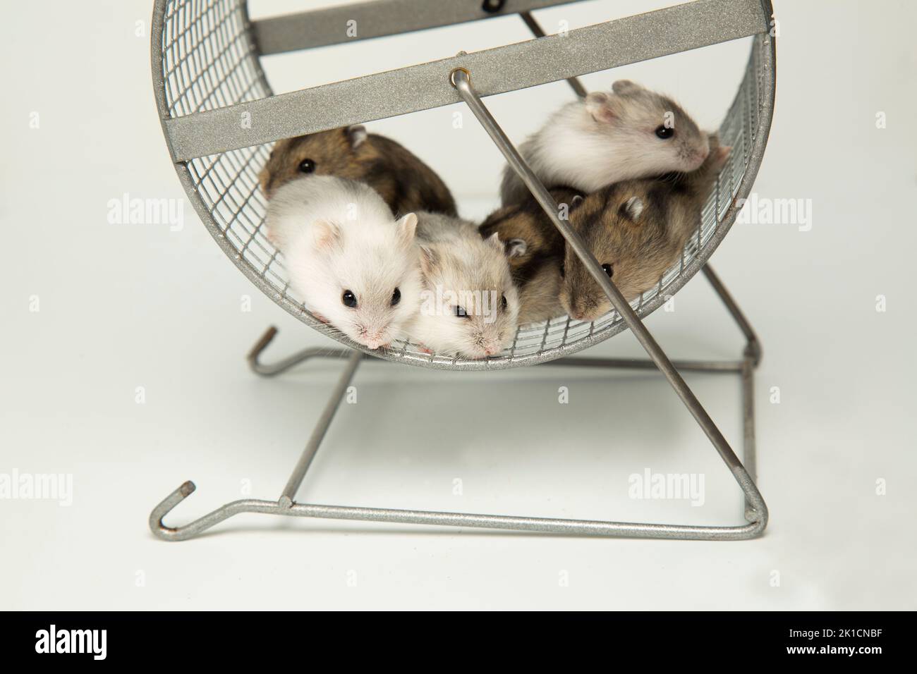 Dzungarian hamsters on a wheel. Cute fluffy pets. A brood of young hamsters. Stock Photo