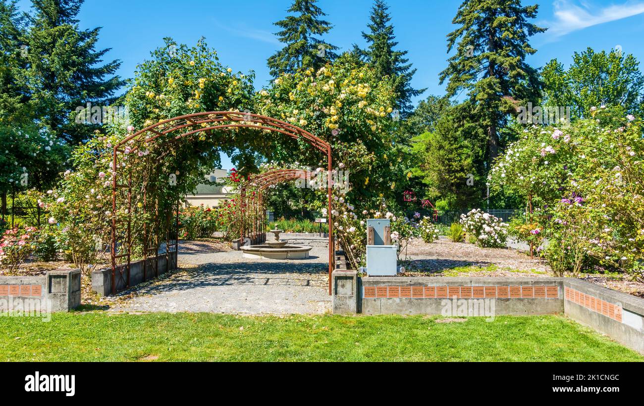 Arbors iwth rosses at a garden in Seatac, Washington. Stock Photo