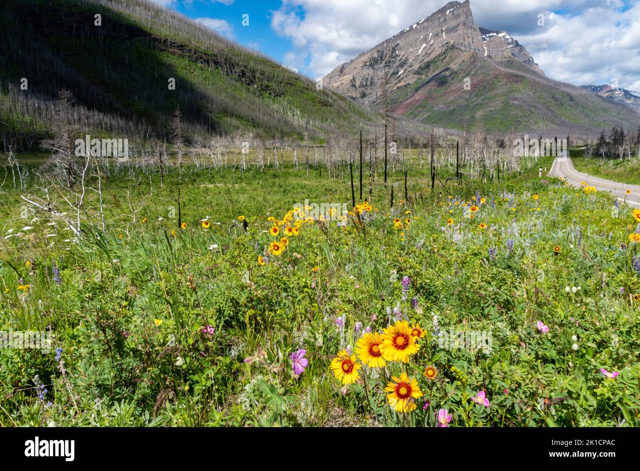 All kinds of colorful wildflowers along the Red Rock Canyon Parkway in