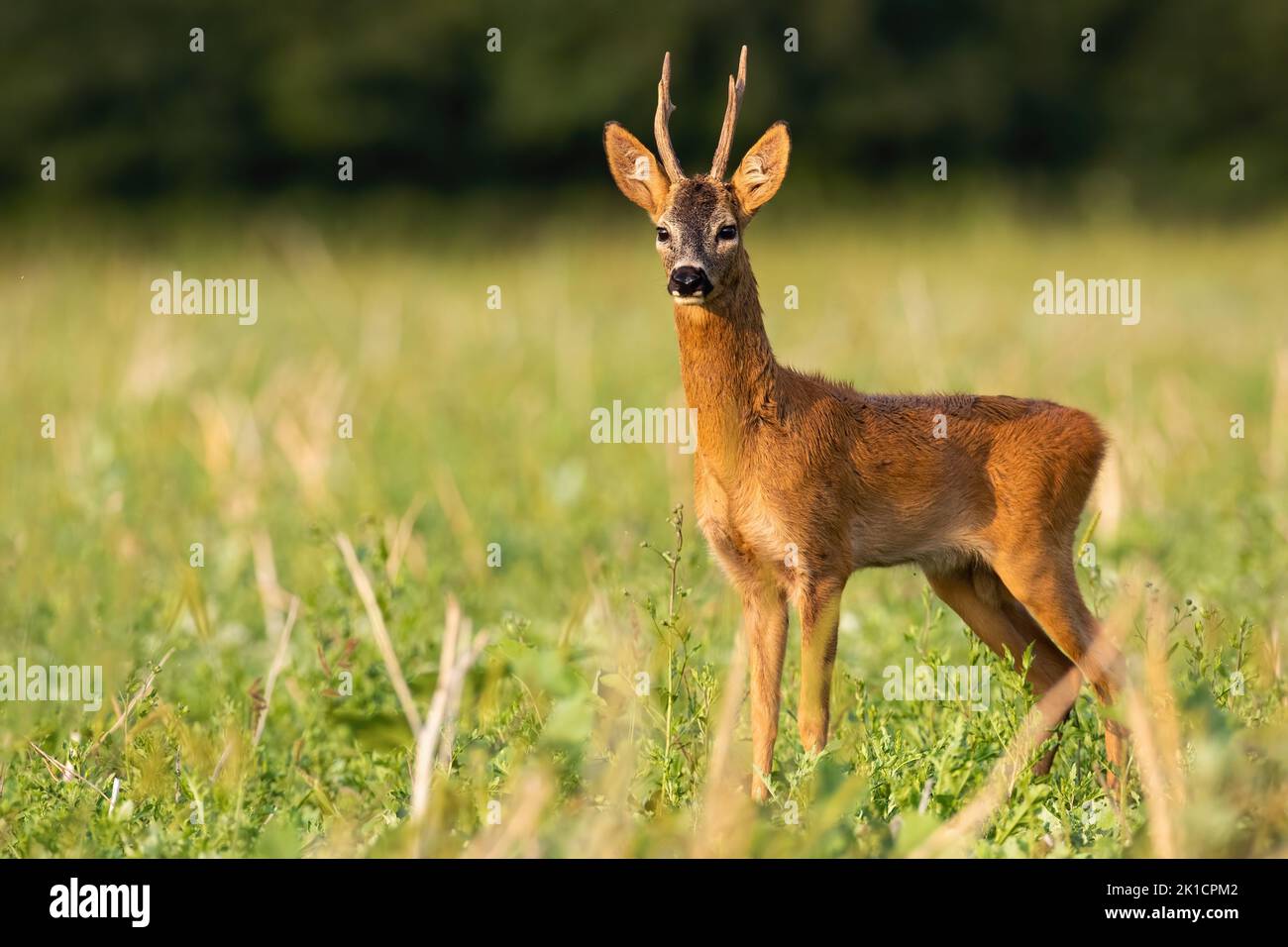 Roe deer buck standing on a stubble field in summer nature Stock Photo