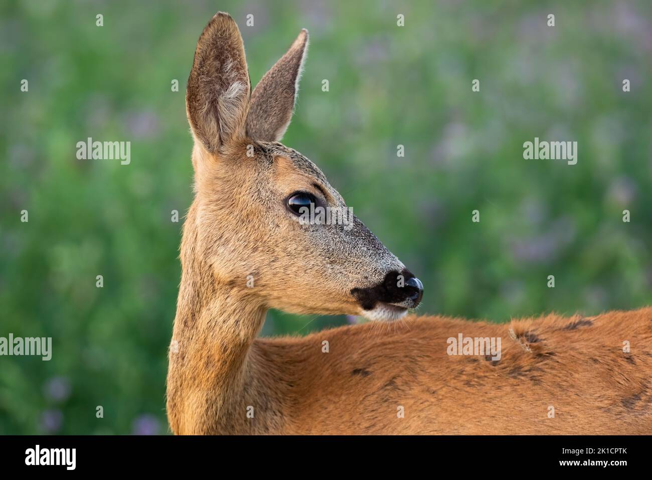 Roe deer doe looking behind over shoulder in close-up view on a green meadow Stock Photo