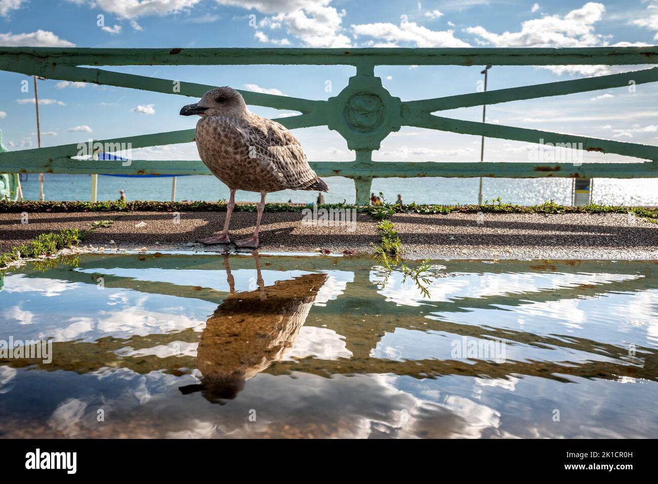 Brighton, September 17th 2022: A fledgling seagull taking a paddle on Brighton seafront this afternoon Credit: Andrew Hasson/Alamy Live News Stock Photo