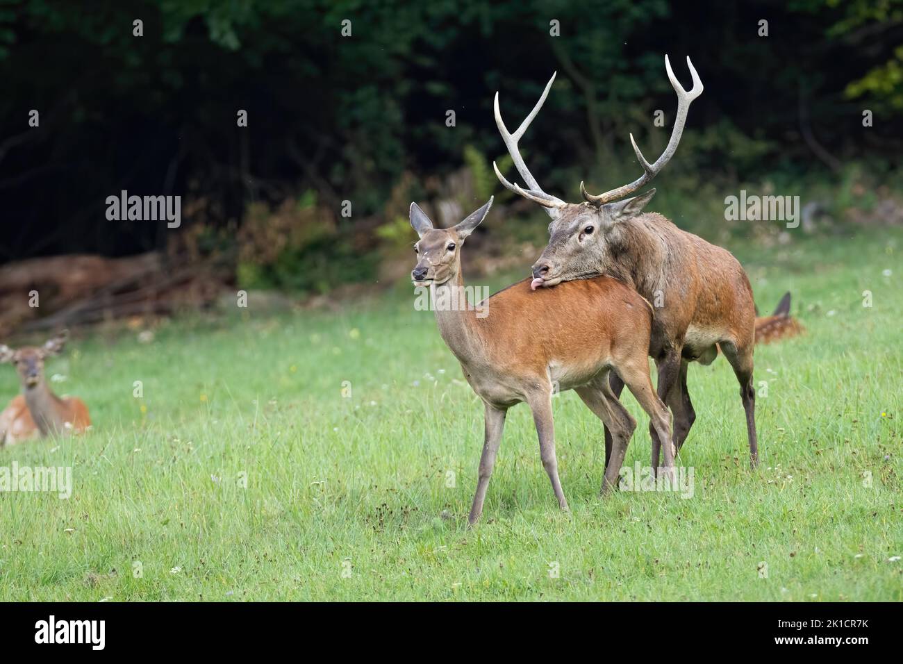 Couple of red deer copulating in rutting season on a meadow. Stock Photo