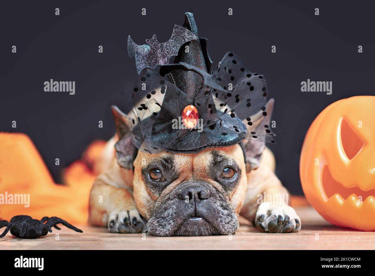 Cute French Bulldog dog with Halloween costume witch hat next to carved pumpkin lying down in front of black background Stock Photo