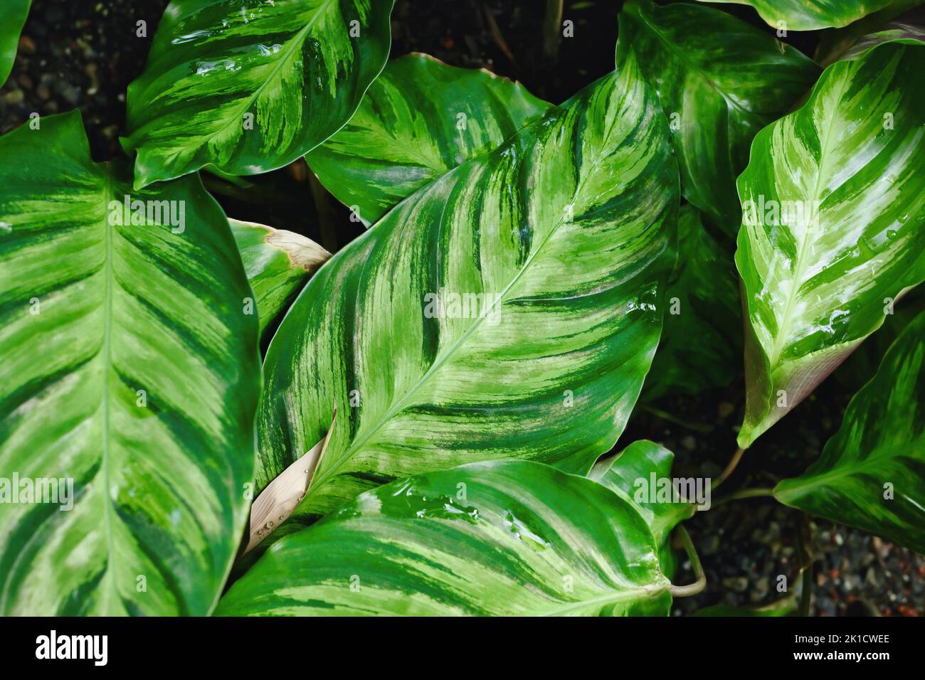Calathea louisae hi-res stock photography and images - Alamy