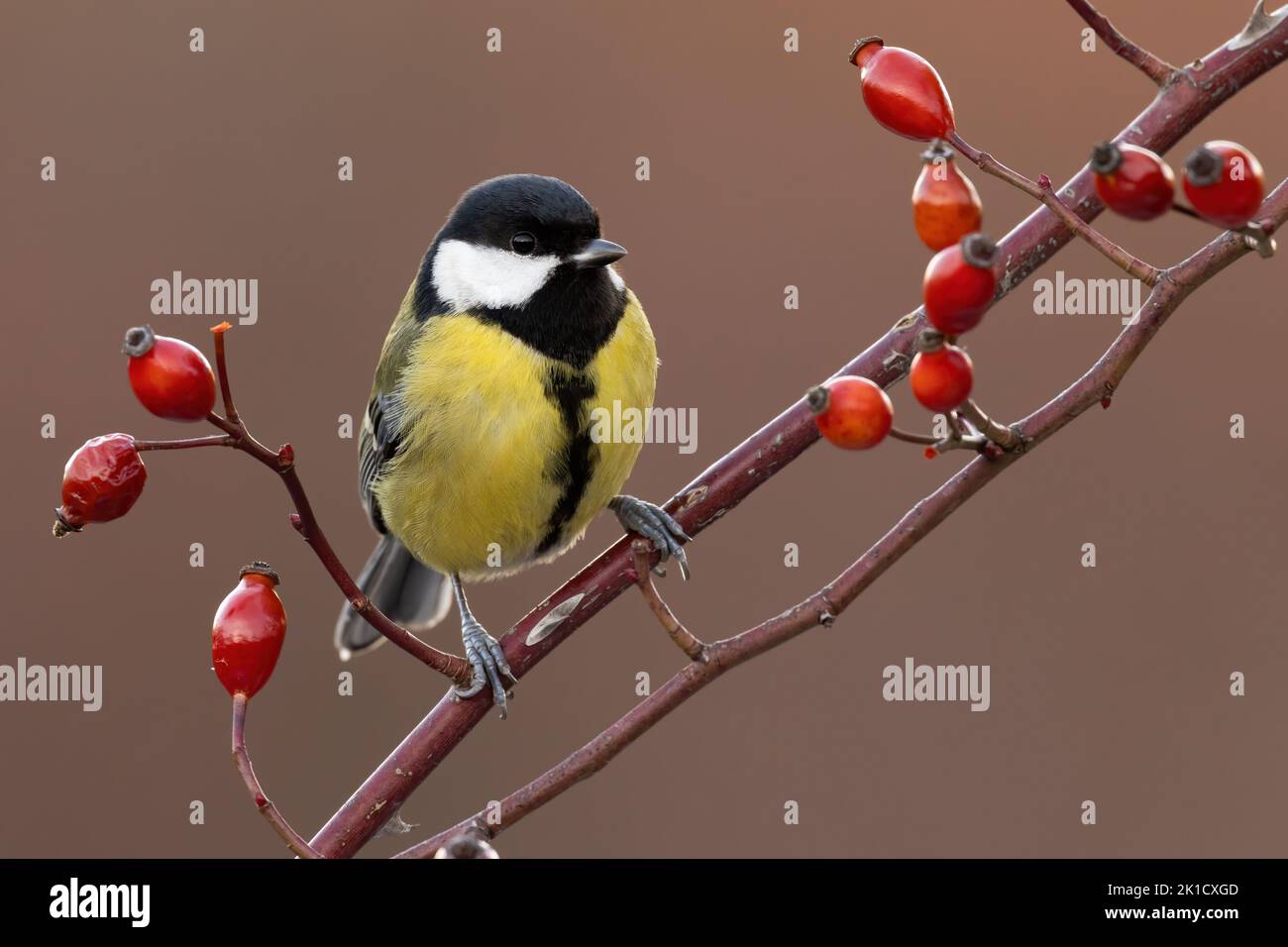 Great tit sitting on a rosehip twig in autumn nature Stock Photo