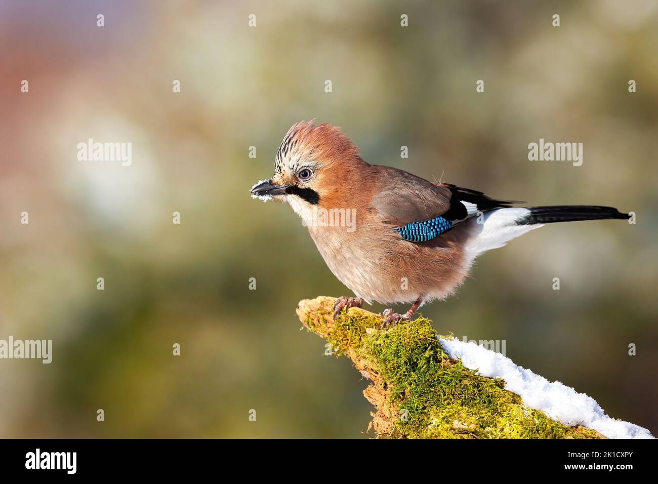 Eurasian jay sitting on mossed wood in winter from side Stock Photo