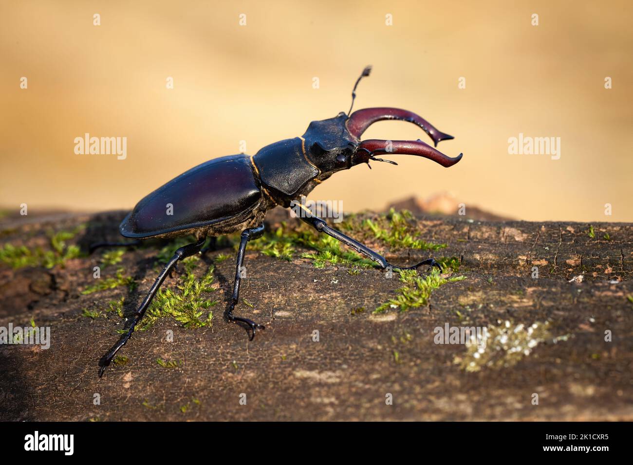 Male stag beetle crawling on branch in autumn forest. Stock Photo