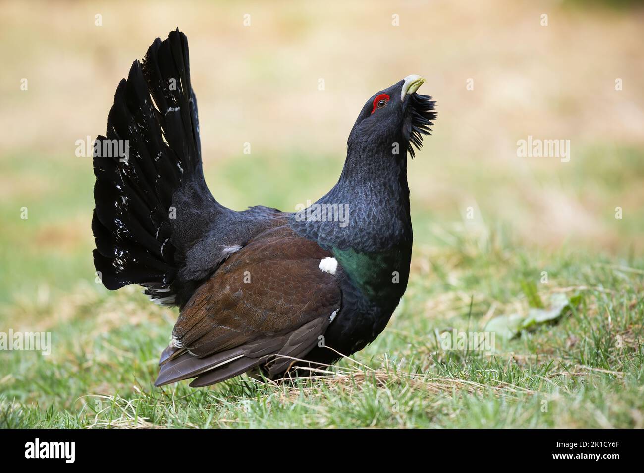 Proud western capercaillie male lekking with open beak in autumn Stock Photo
