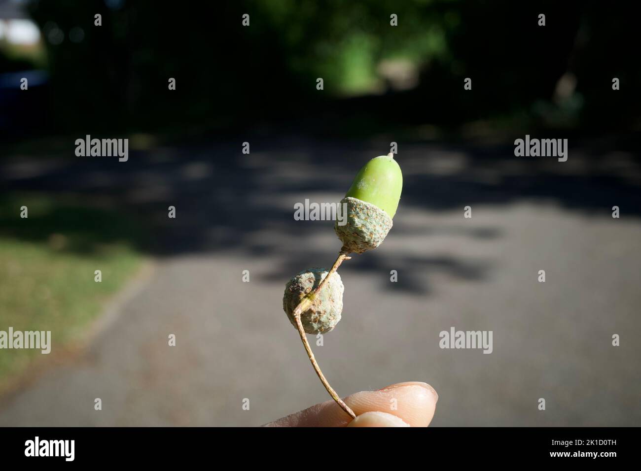 An oak acorn, also known as oaknut. Stock Photo
