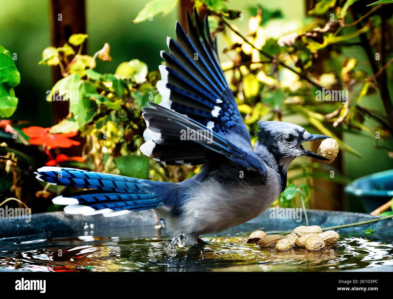 A Bluejay leaves the birdbath with a peanut Stock Photo