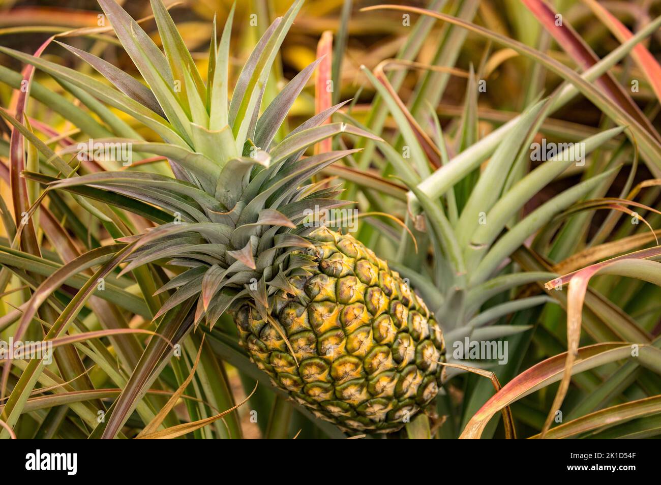 A closeup of a ripe pineapple on a plantation in Hawaii Oahu. Stock Photo