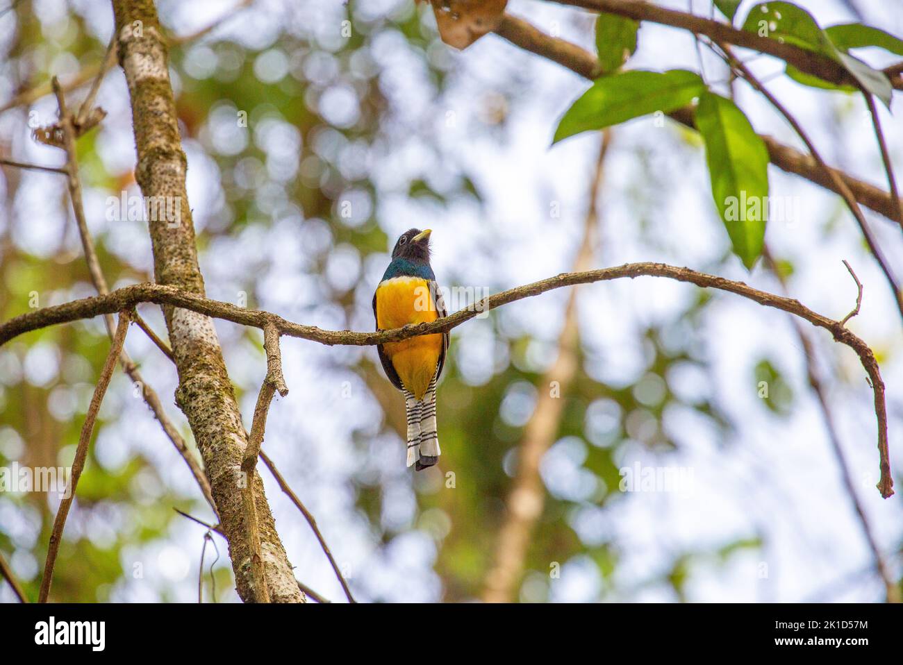 On the Osa Peninsula in Costa Rica. A beautiful yellow blue gartered trogon bird is resting high above on a branch in the tree. Stock Photo