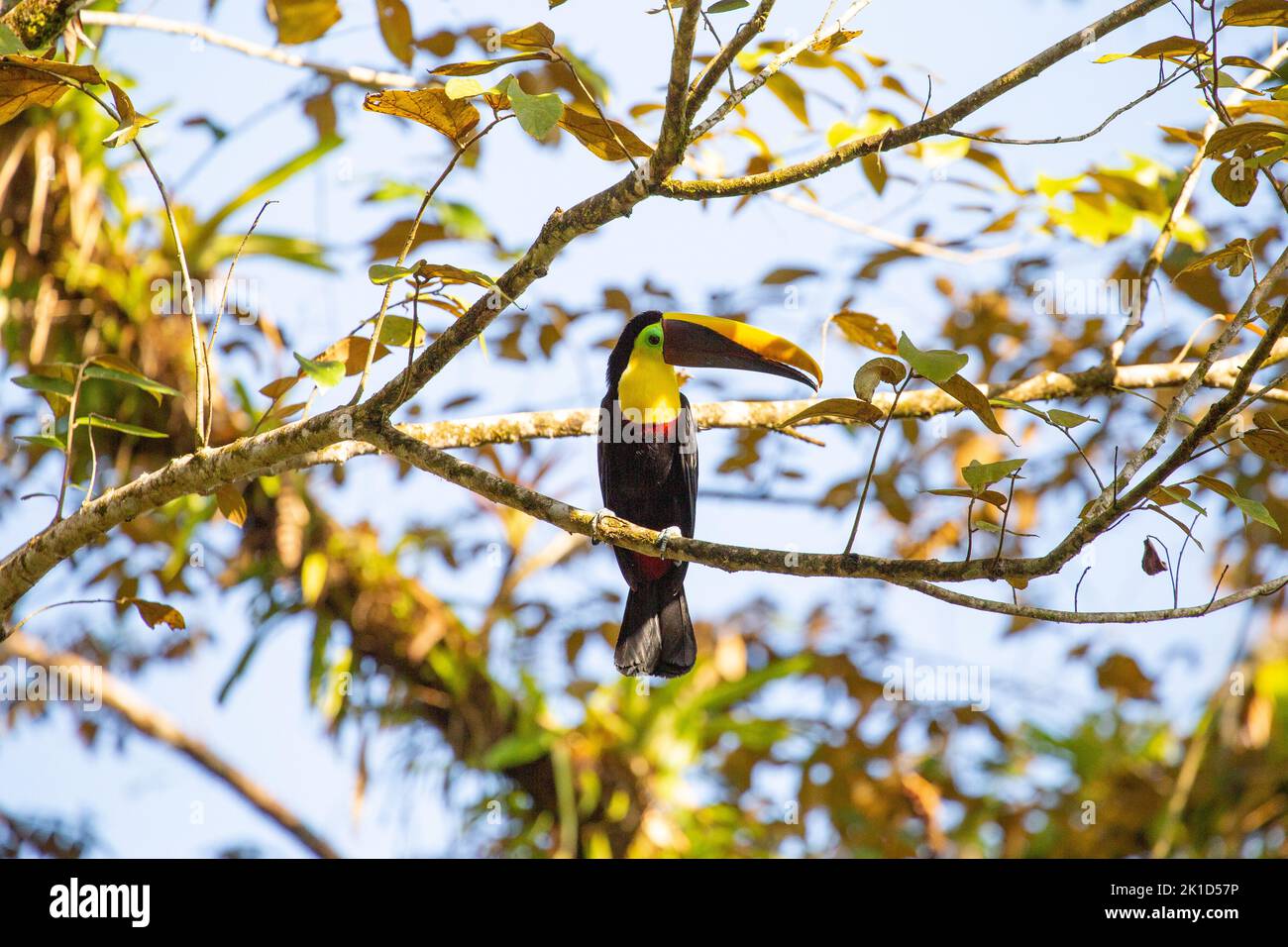 On the Osa Peninsula in Costa Rica. A beautiful variegated Swainson's Toucan sits in the sun on a branch and looks to the right. Stock Photo
