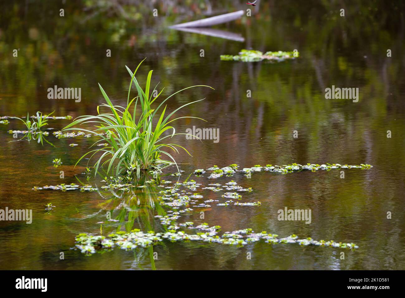 Beautiful green aquatic plants in the swamp in Cahuita on the coast. Stock Photo