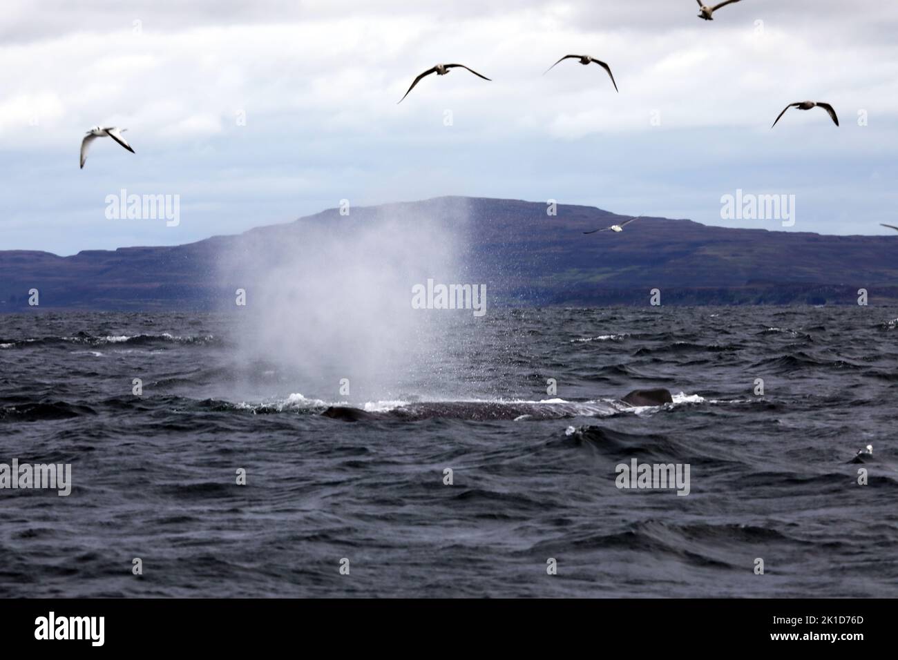Humpback Whale spout, off the coast of the Isles of Mull & Iona in the Inner Hebrides of Scotland Stock Photo
