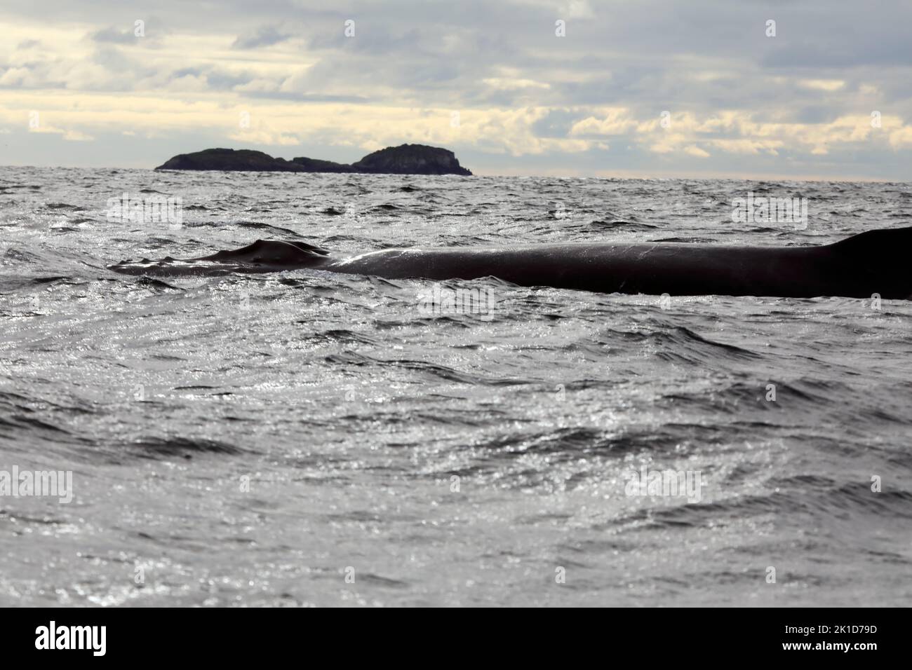 Humpback whale head and body off the coast of the Isles of Mull & Iona in the Inner Hebrides of Scotland Stock Photo