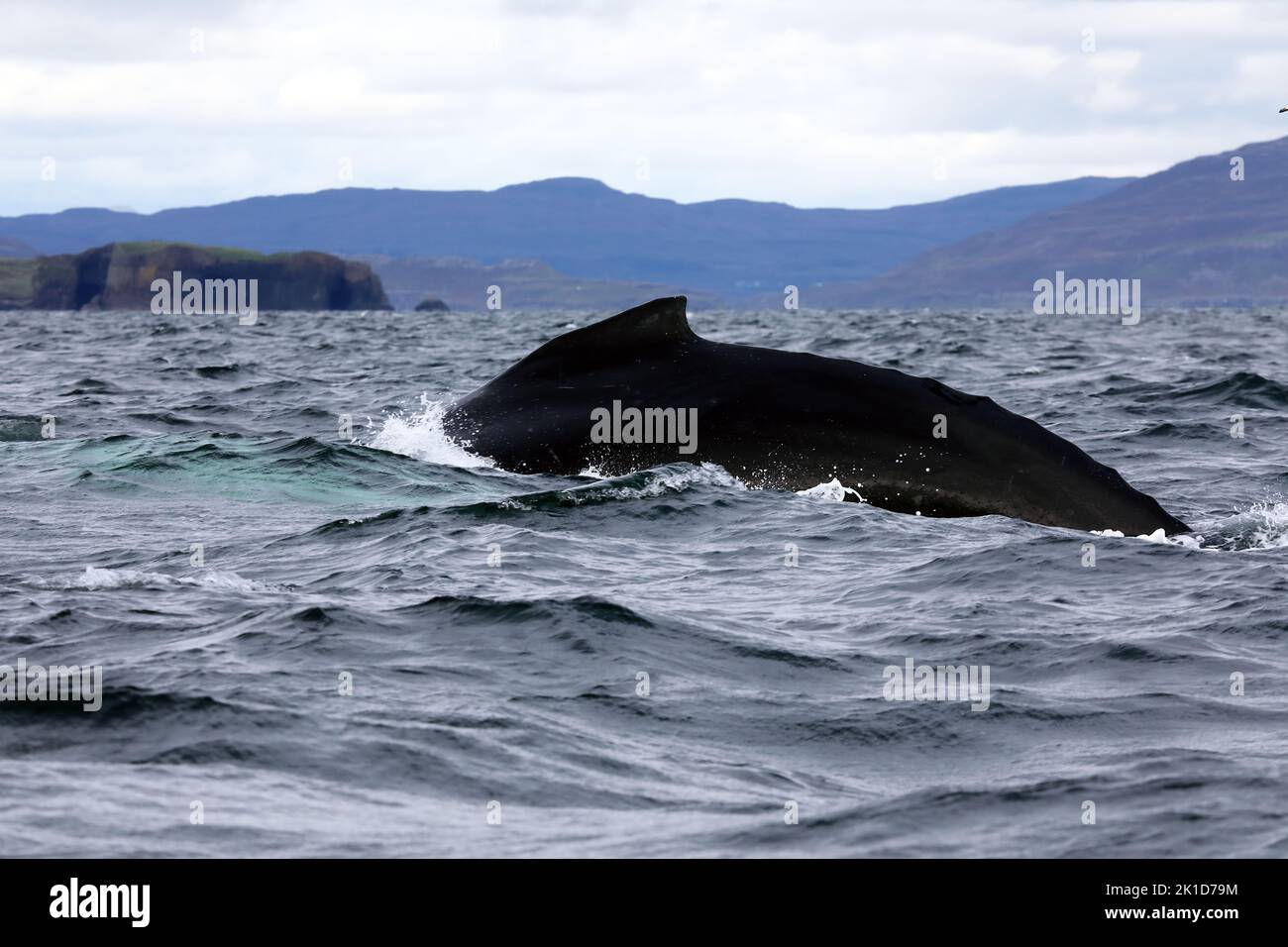 17 Sep 2022 Isle of Mull, Scotland - Rare sighting of Humpback Whale off the coast of the Isles of Mull & Iona in the Inner Hebrides of Scotland Stock Photo