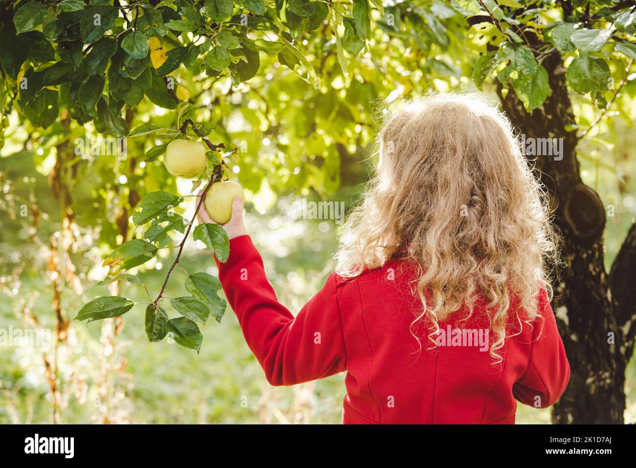 Back side view of 8 year old girl picking green apple from tree on sunny autumn day. Wearing red coat. Fresh organic food concept. Stock Photo