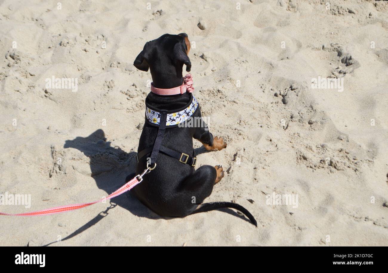 Dobermann puppy on the beach Stock Photo