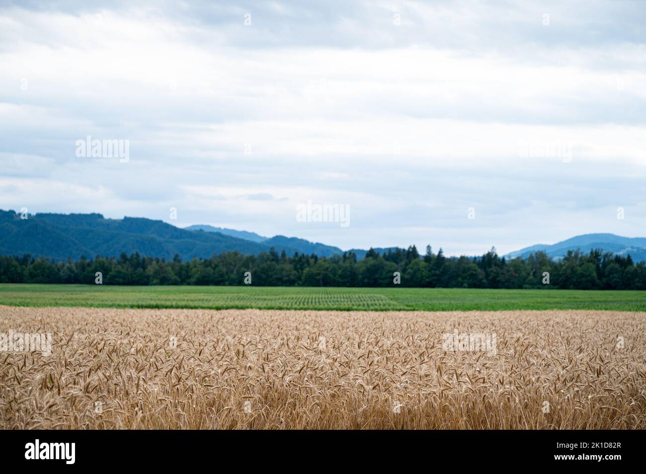 Beautiful  farmland with golden wheat field and green meadows under a cloudy summer sky. Stock Photo