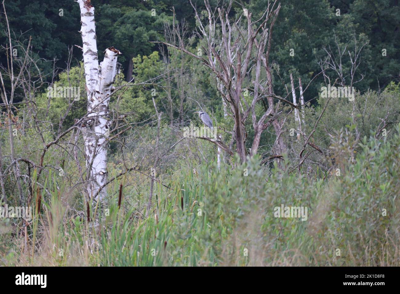 Gray heron on Tree in Bird sanctuary Stock Photo