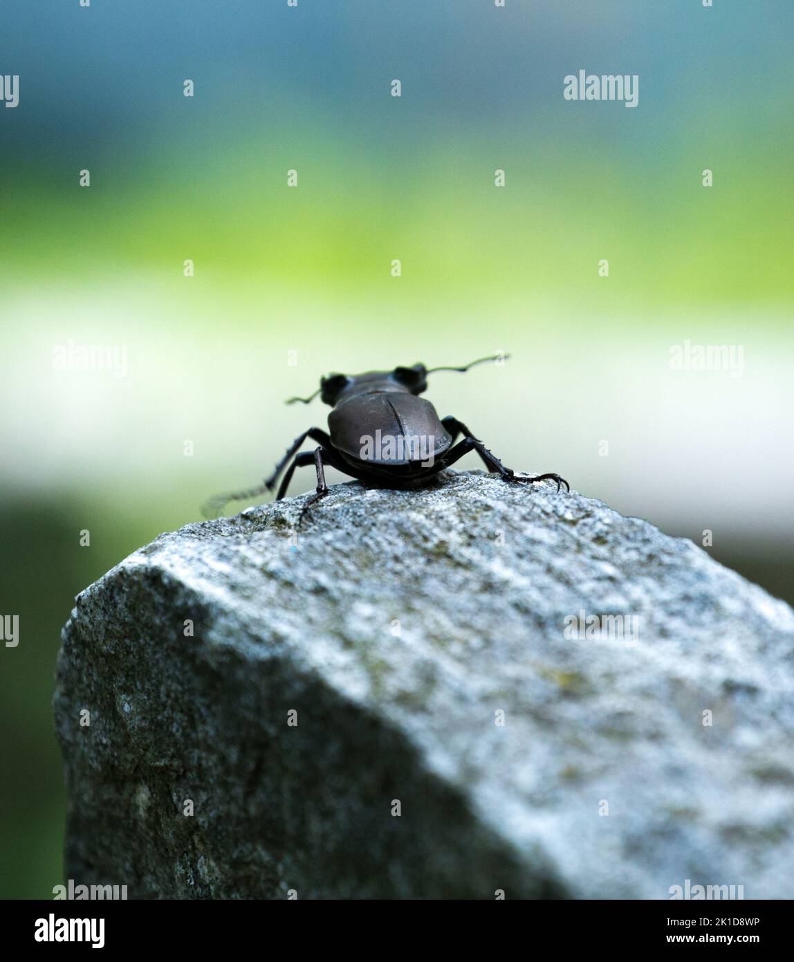 One black weevil runs over the rock towards the abyss. Stock Photo