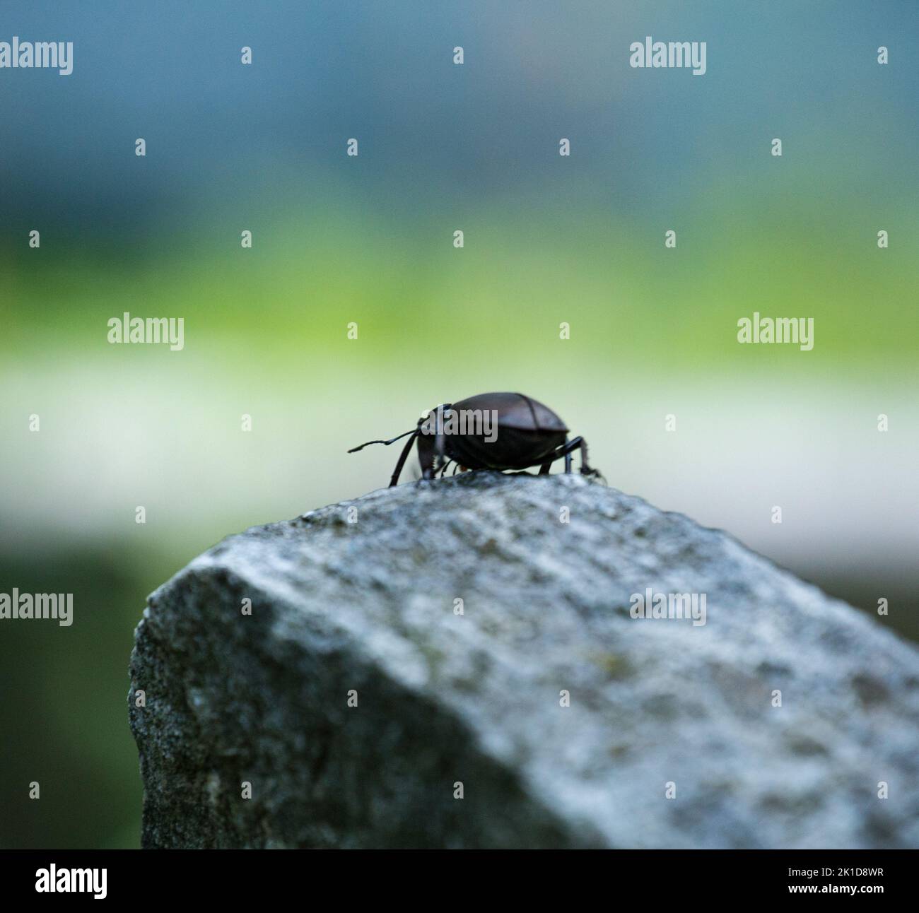One black weevil runs over the rock towards the abyss. Stock Photo