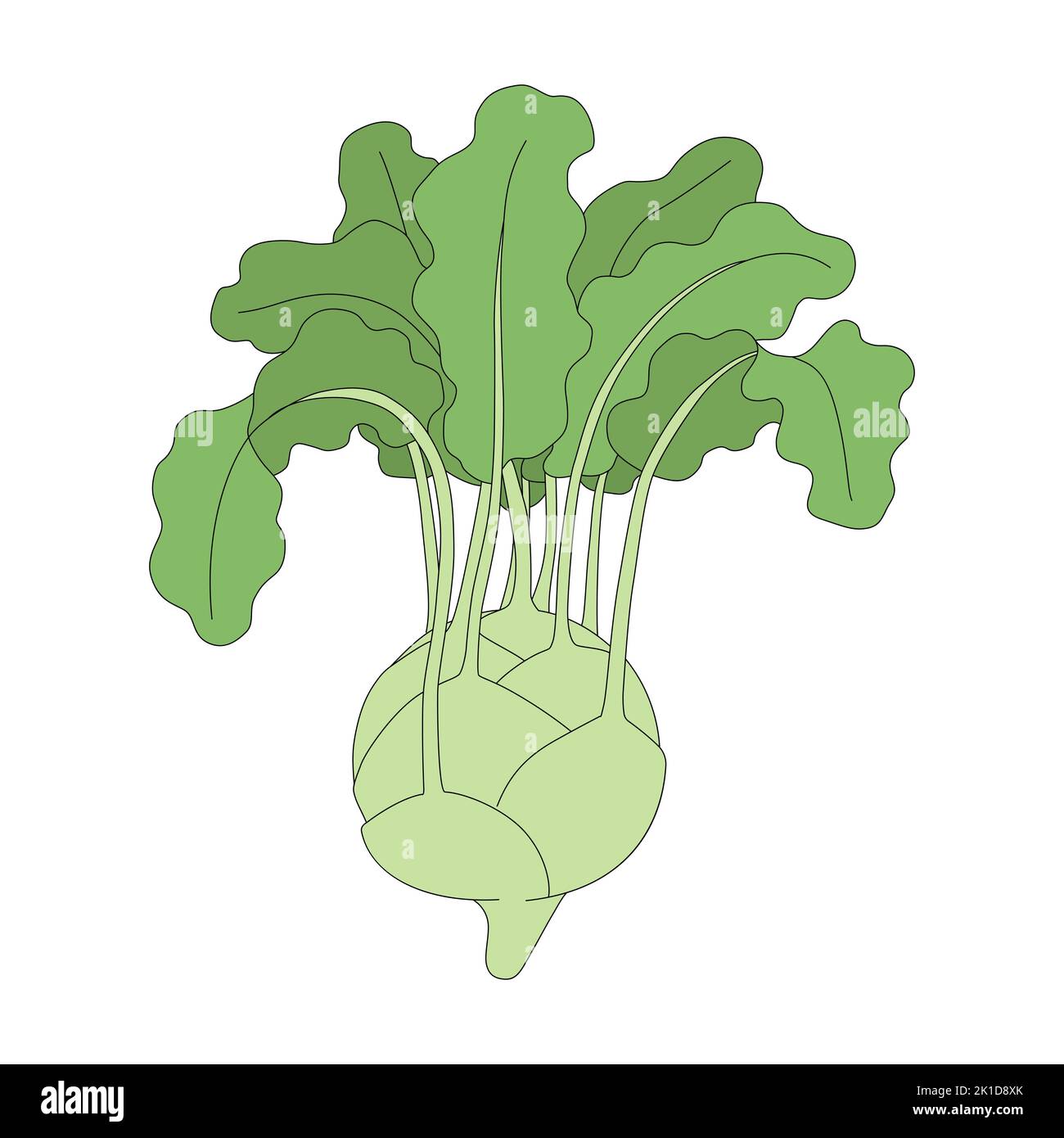 Vector illustration of kohlrabi. Cabbage head in cartoon style. Fresh vegetable isolated on a white background Stock Vector