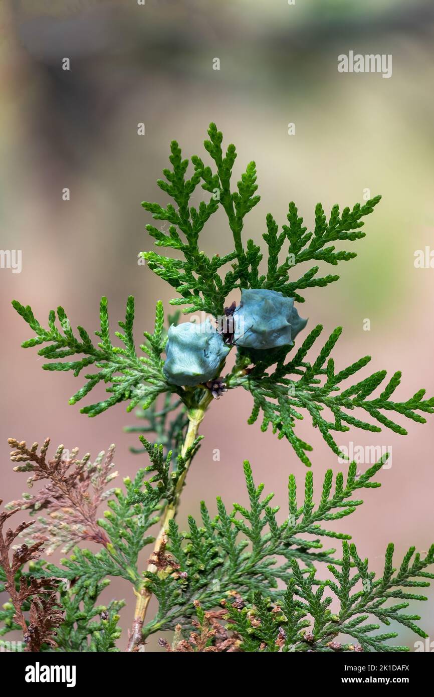 A vertical closeup of blue seed cones and leaves of a Chinese Thuja