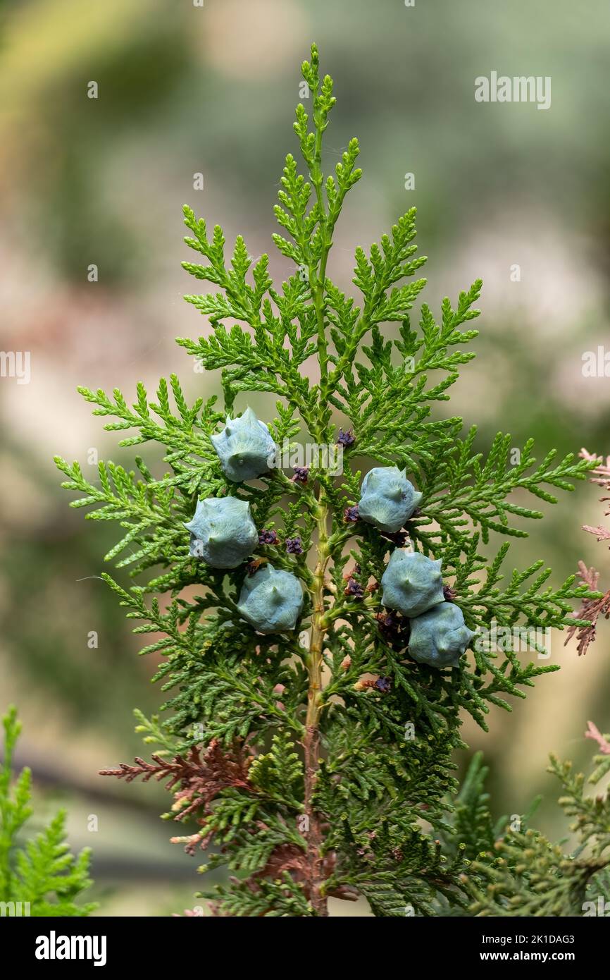 A vertical closeup of blue seed cones and leaves of a Chinese Thuja