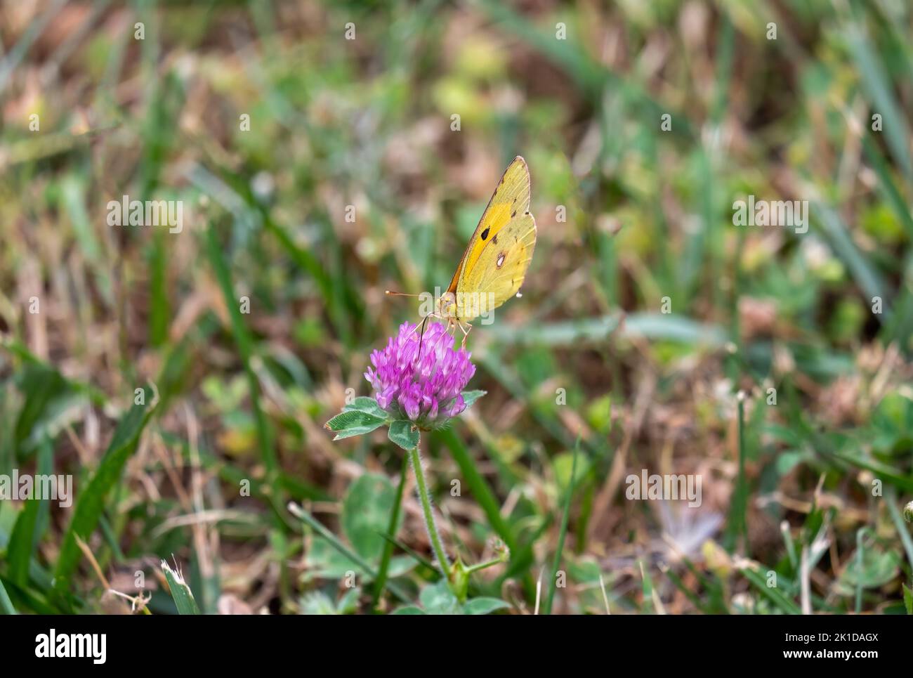 A shallow focus shot of an orange butterfly, orange sulphur, perched on a pink clover flower Stock Photo