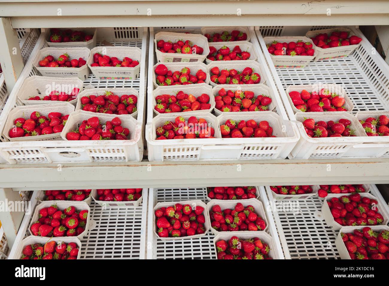 Colourful, organic, freshly picked red strawberries on display in trays at an outdoor rural country farmer's market in Scotland, UK. Stock Photo