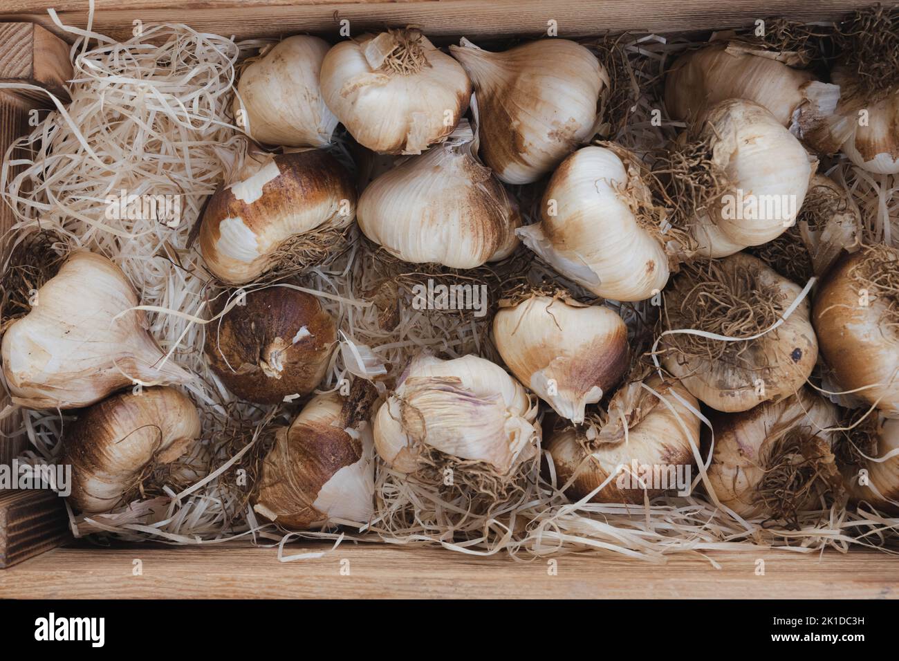 Fresh, organic, garlic bulbs on display at an outdoor rural country farmer's market in Scotland