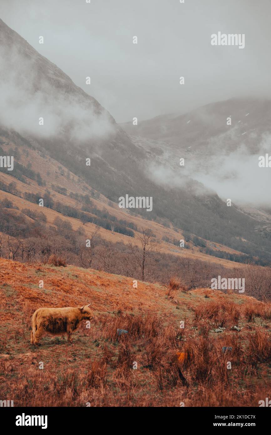 A view of a beautiful Scottish highlands cow in a mountain field on a ...